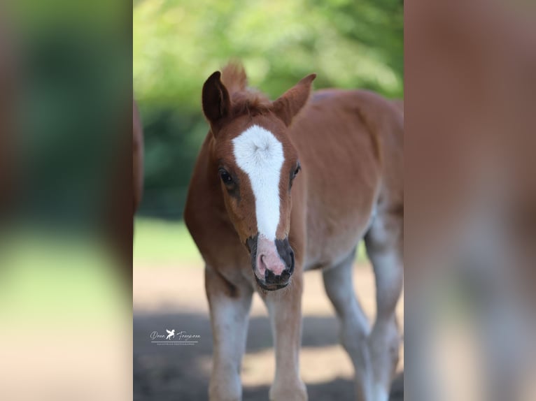 Pony tedesco Giumenta  Sauro scuro in Neuenkirchen-V&#xF6;rden