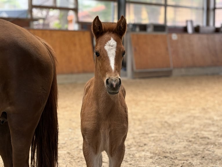 Pony tedesco Giumenta Puledri (04/2026) Sauro scuro in Barver
