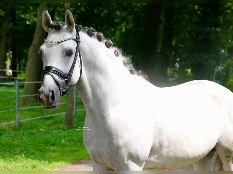 Pony tedesco Stallone 10 Anni 147 cm Grigio in Recke, bei Osnabrück