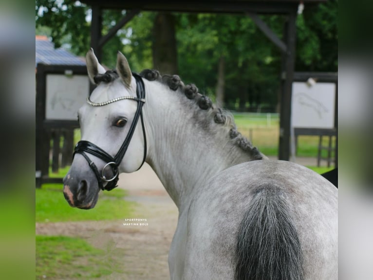 Pony tedesco Stallone 10 Anni 147 cm Grigio in Recke, bei Osnabrück