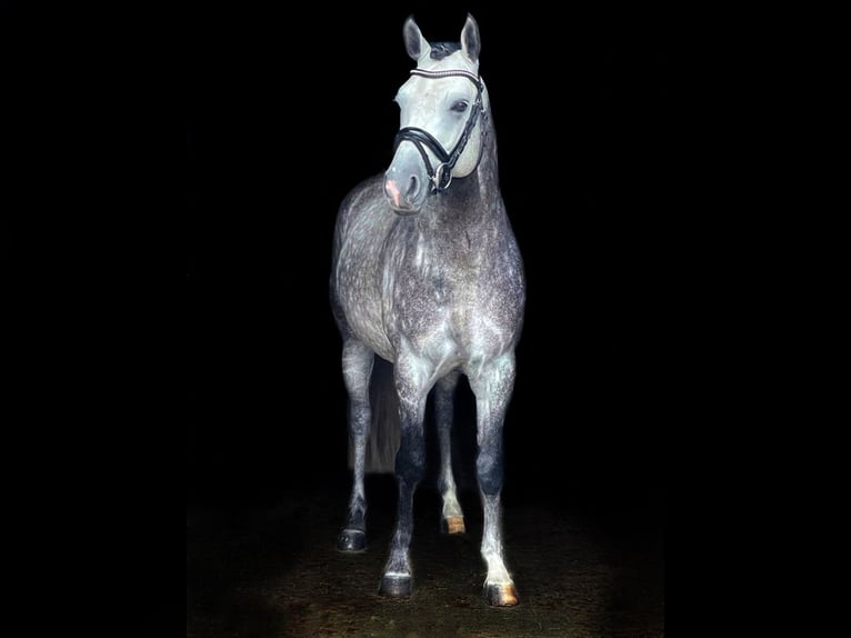 Pony tedesco Stallone 10 Anni 147 cm Grigio pezzato in Schönwalde
