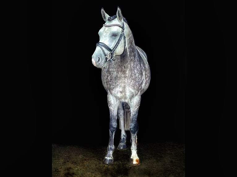 Pony tedesco Stallone 10 Anni 147 cm Grigio pezzato in Schönwalde