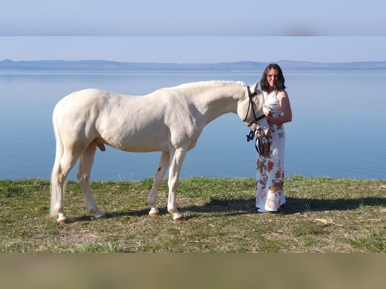 Pony tedesco Stallone 11 Anni 145 cm Cremello in Visz