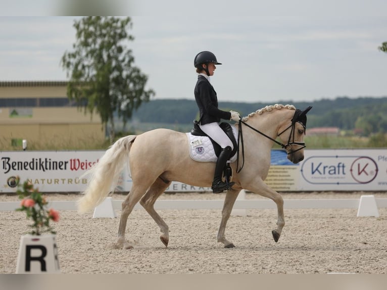 Pony tedesco Stallone 11 Anni 148 cm Palomino in Edermünde