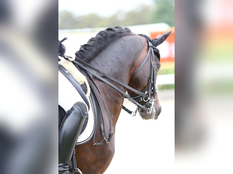 Pony tedesco Stallone 13 Anni 147 cm Baio scuro in Zörbig