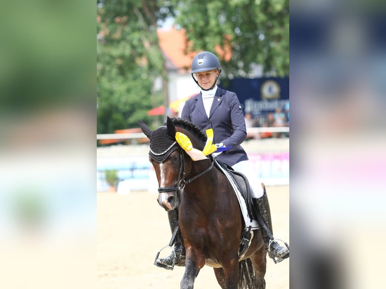 Pony tedesco Stallone 13 Anni 147 cm Baio scuro in Zörbig