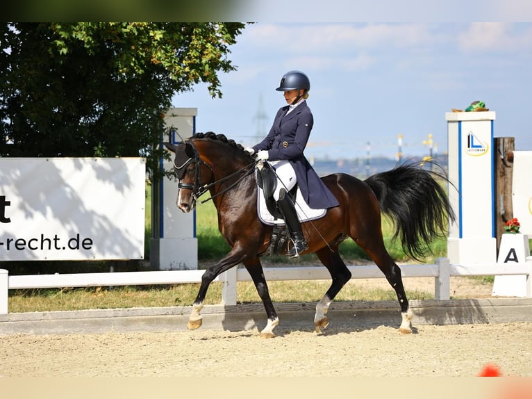 Pony tedesco Stallone 13 Anni 147 cm Baio scuro in Zörbig