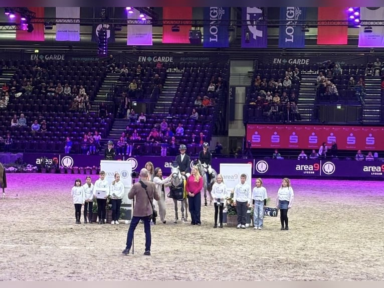 Pony tedesco Stallone 13 Anni 148 cm Grigio in Uedem