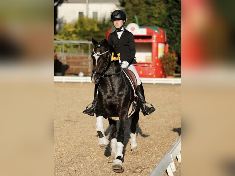 Pony tedesco Stallone 17 Anni 146 cm Baio nero in Ahrensburg