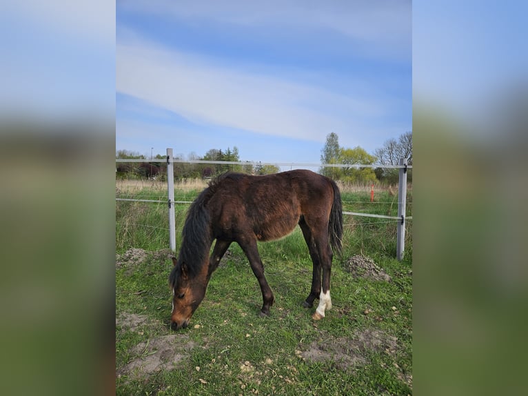 Pony tedesco Stallone 1 Anno 130 cm Baio in Rövershagen