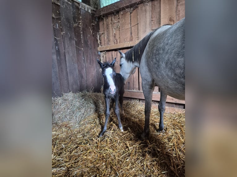 Pony tedesco Stallone 1 Anno 130 cm Grigio in NaheNahe