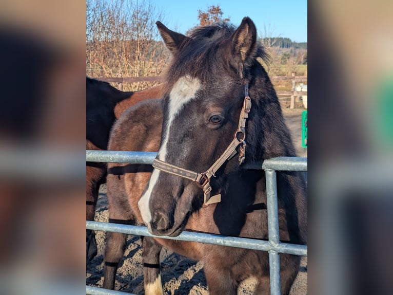Pony tedesco Stallone 1 Anno 130 cm Morello in Schwabbruck