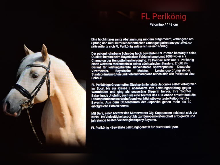 Pony tedesco Stallone 1 Anno 130 cm Morello in Schwabbruck