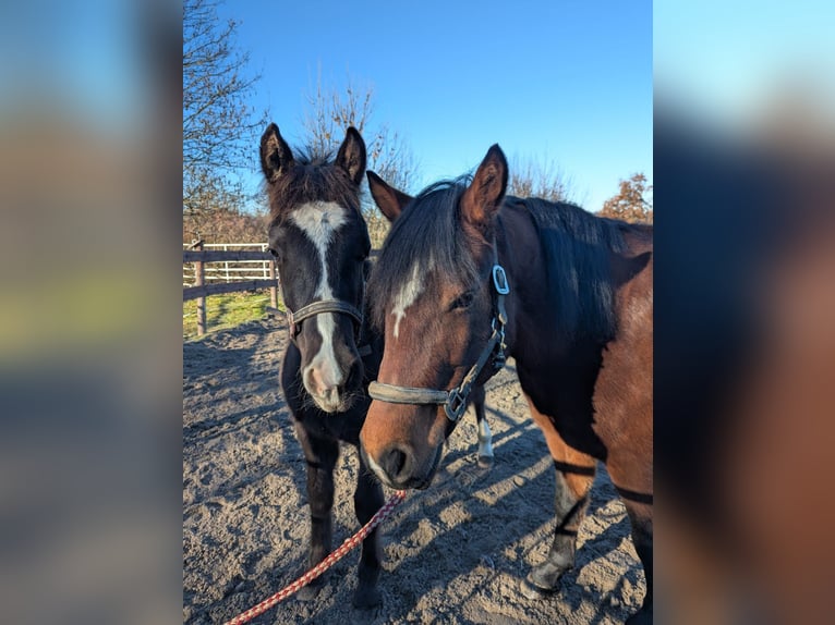 Pony tedesco Stallone 1 Anno 130 cm Morello in Schwabbruck