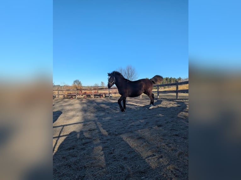 Pony tedesco Stallone 1 Anno 130 cm Morello in Schwabbruck