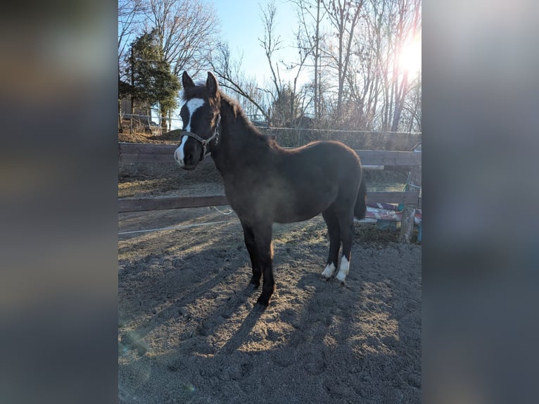 Pony tedesco Stallone 1 Anno 130 cm Morello in Schwabbruck