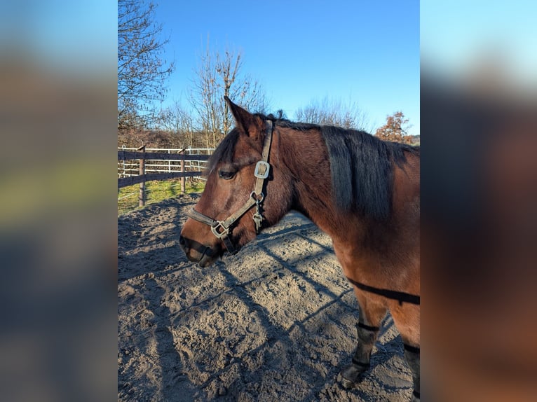 Pony tedesco Stallone 1 Anno 130 cm Morello in Schwabbruck