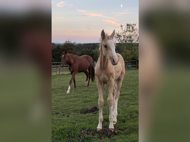 Pony tedesco Stallone 1 Anno 138 cm Palomino in Racksen