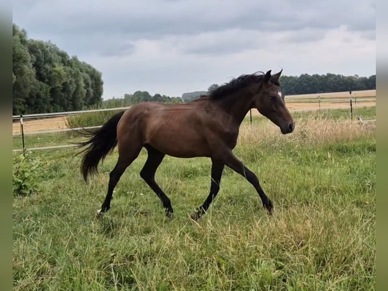 Pony tedesco Stallone 1 Anno 140 cm Baio scuro in Erwitte