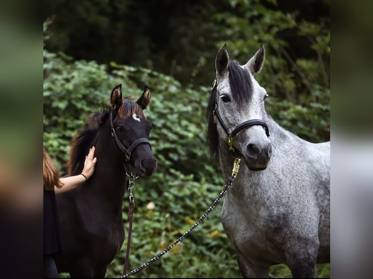Pony tedesco Mix Stallone 1 Anno 140 cm in Kaarst
