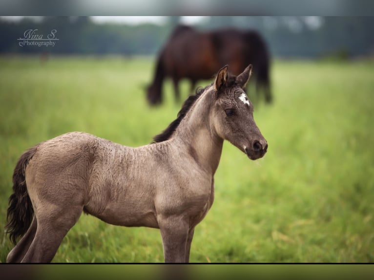 Pony tedesco Mix Stallone 1 Anno 140 cm in Kaarst