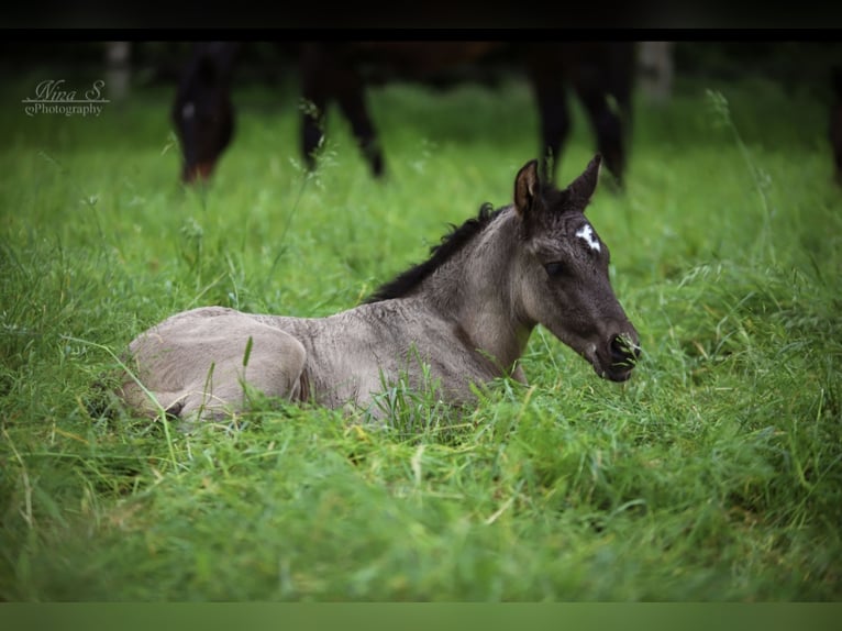 Pony tedesco Mix Stallone 1 Anno 140 cm in Kaarst