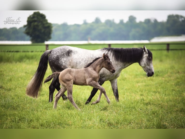 Pony tedesco Mix Stallone 1 Anno 140 cm in Kaarst
