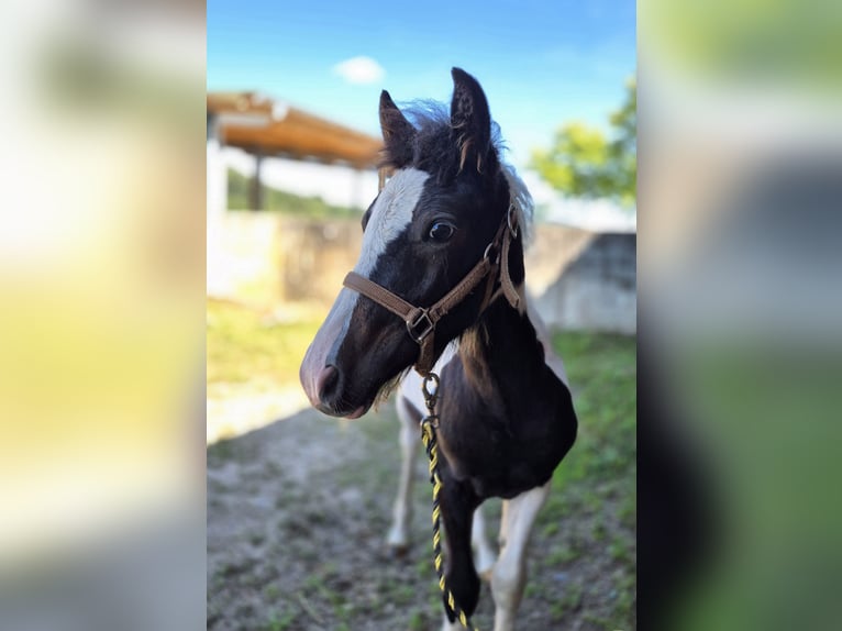 Pony tedesco Mix Stallone 1 Anno 140 cm Pezzato in Steinen