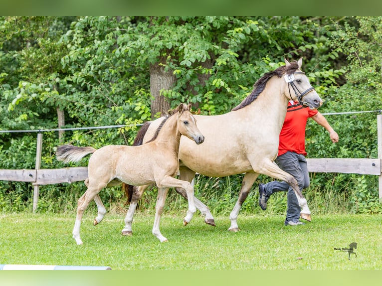 Pony tedesco Stallone 1 Anno 145 cm in Dunum