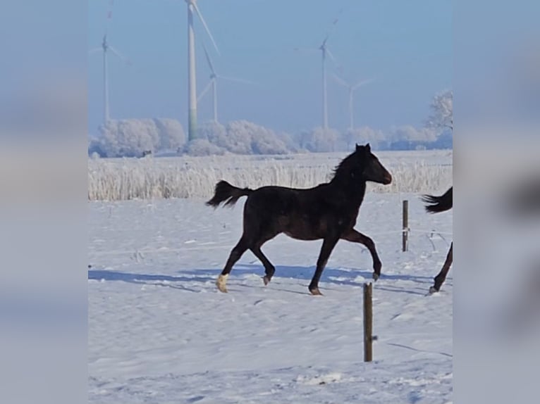 Pony tedesco Stallone 1 Anno 146 cm Baio scuro in Osterbruch