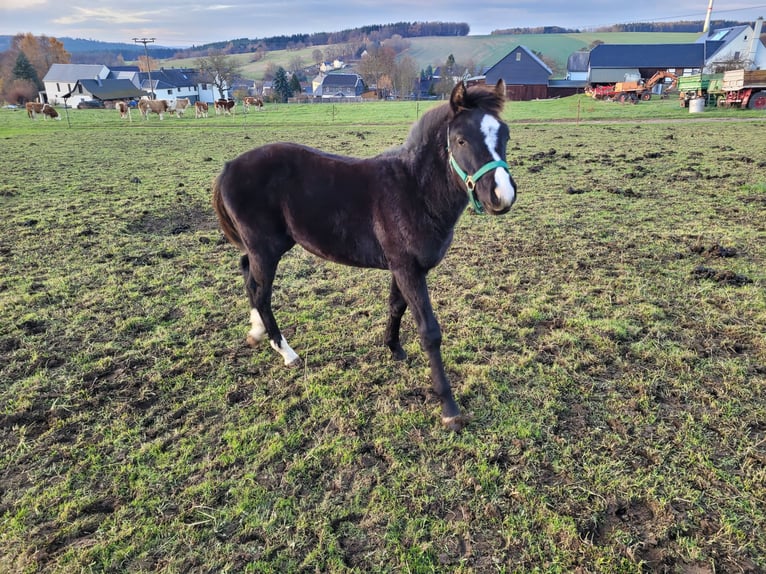 Pony tedesco Stallone 1 Anno 146 cm Baio scuro in Schneidenbach