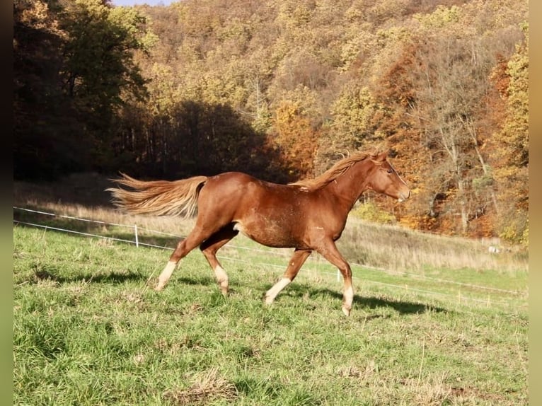Pony tedesco Stallone 1 Anno 146 cm Sauro in Wehretal