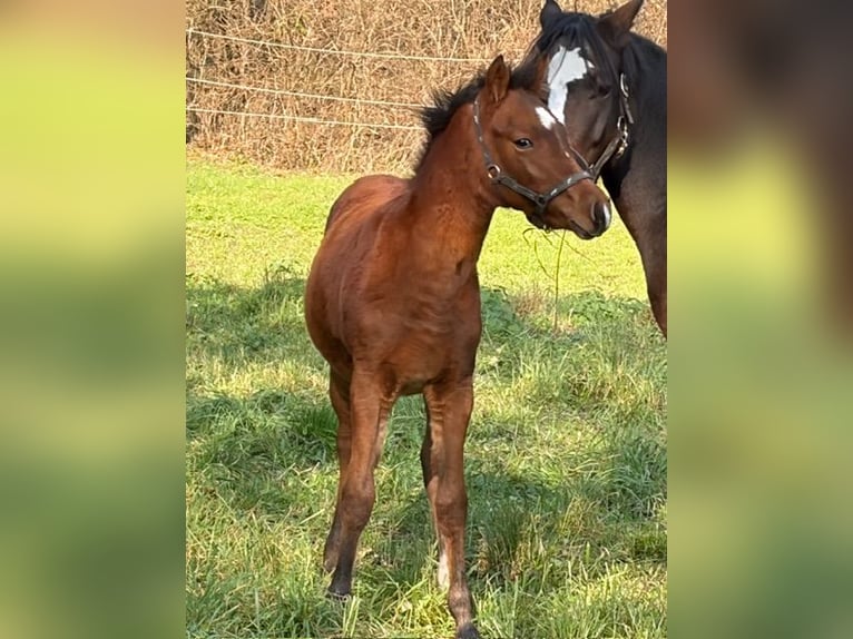 Pony tedesco Stallone 1 Anno 147 cm Baio in Luckau