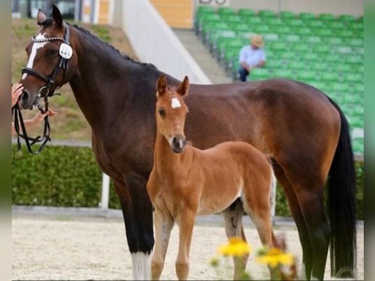 Pony tedesco Stallone 1 Anno 147 cm Baio in Luckau