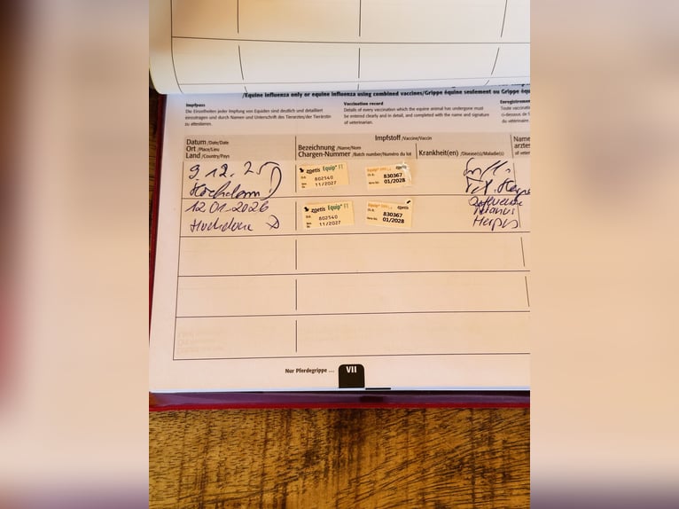 Pony tedesco Stallone 1 Anno 147 cm Pelle di daino in Hochdonn