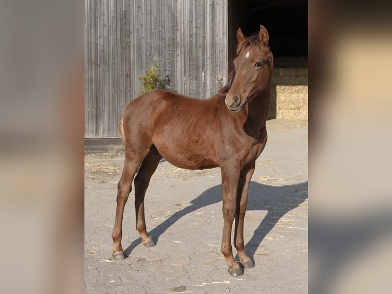 Pony tedesco Stallone 1 Anno 147 cm Sauro in Jesteburg