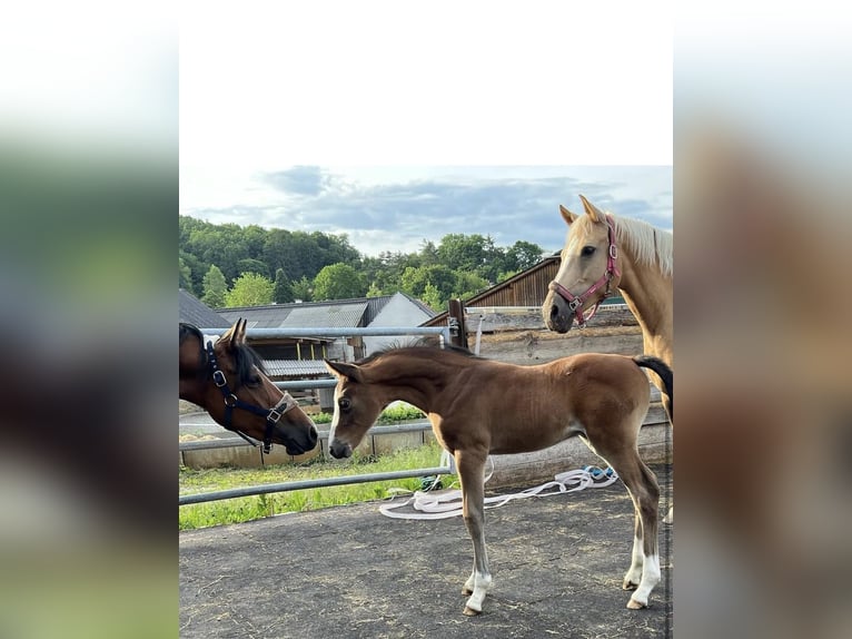 Pony tedesco Stallone 1 Anno 148 cm Baio in Pitten