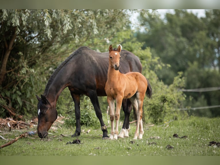 Pony tedesco Stallone 1 Anno 148 cm Baio chiaro in Manning