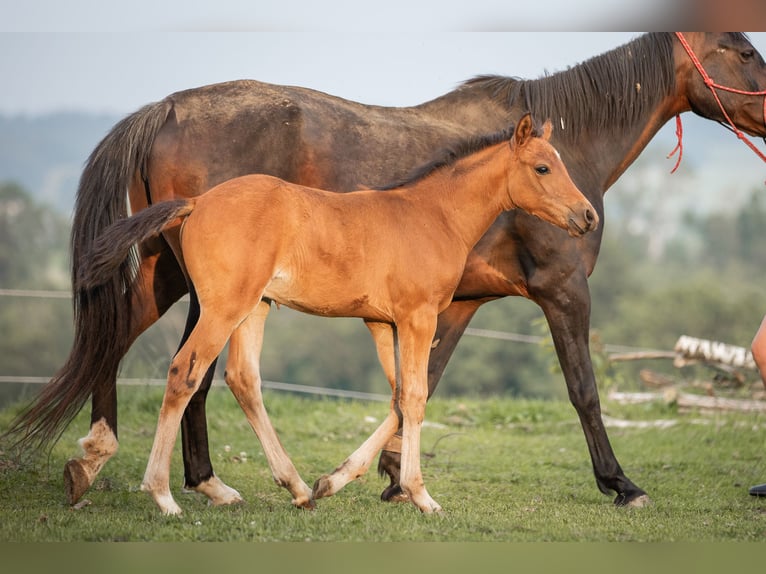 Pony tedesco Stallone 1 Anno 148 cm Baio chiaro in Manning