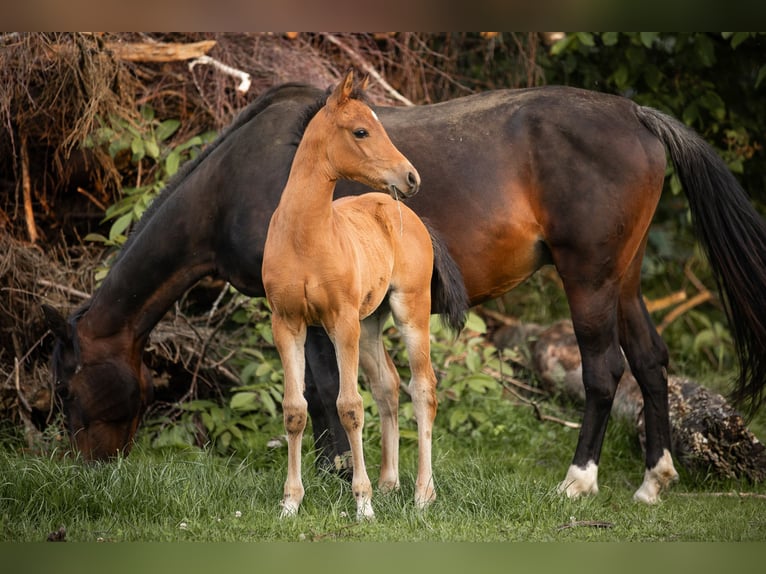 Pony tedesco Stallone 1 Anno 148 cm Baio chiaro in Manning