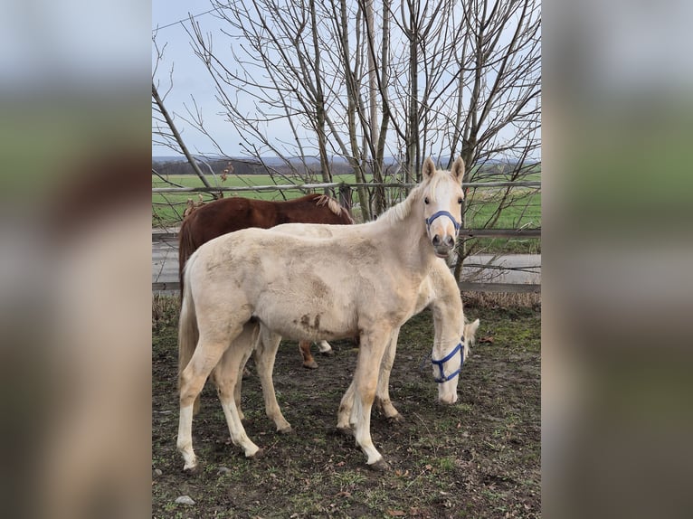 Pony tedesco Stallone 1 Anno 148 cm Palomino in Vienenburg