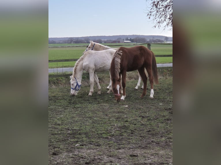 Pony tedesco Stallone 1 Anno 148 cm Palomino in Vienenburg