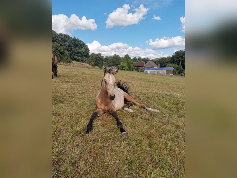Pony tedesco Stallone 1 Anno 148 cm Pelle di daino in Hattingen