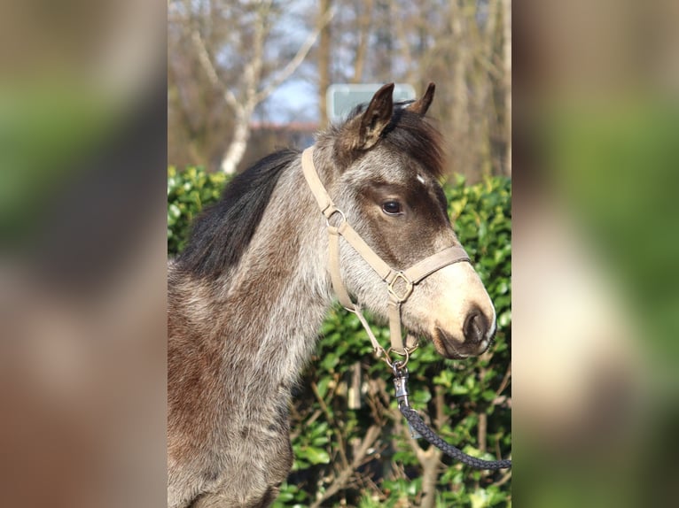 Pony tedesco Stallone 1 Anno 148 cm Pelle di daino in Selsingen