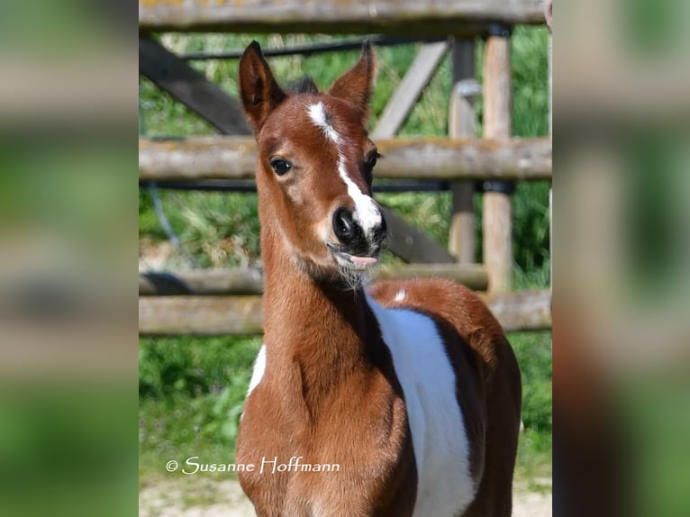 Pony tedesco Stallone 1 Anno 148 cm Tobiano-tutti i colori in GödenrothMörsdorf