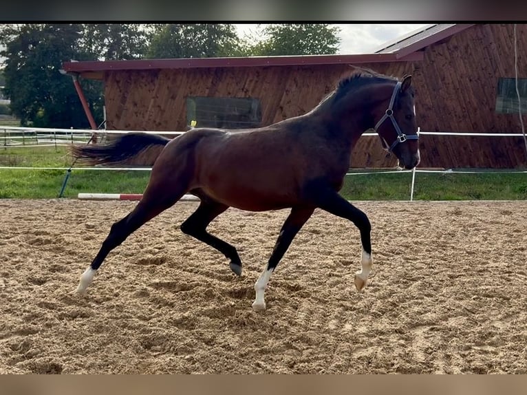Pony tedesco Stallone 1 Anno 150 cm Baio in Wilburgstetten