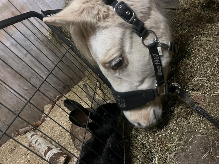 Pony tedesco Stallone 1 Anno 150 cm Palomino in Rhauderfehn