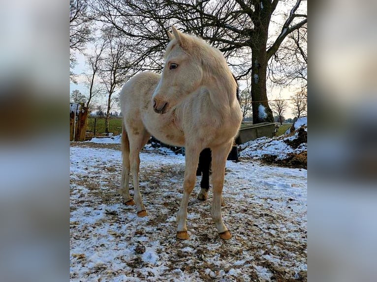 Pony tedesco Stallone 1 Anno 150 cm Palomino in Rhauderfehn