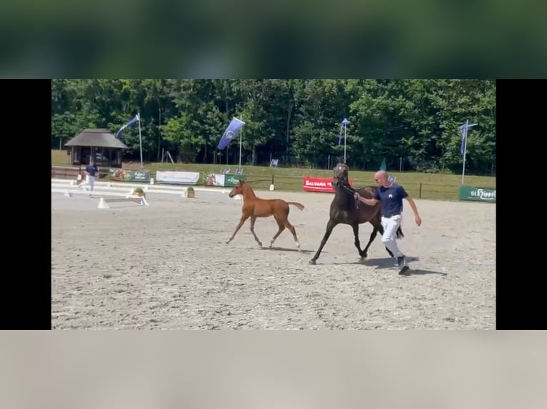 Pony tedesco Stallone 1 Anno 150 cm Sauro scuro in Stralsund