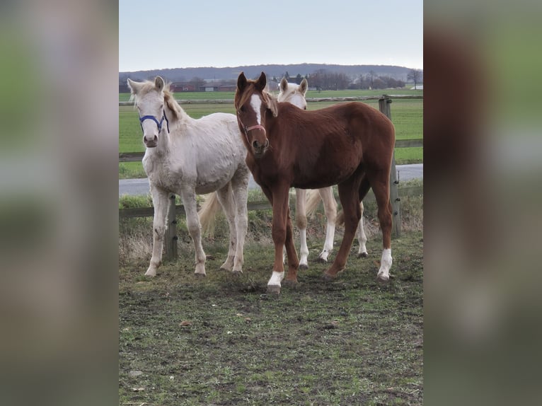 Pony tedesco Stallone 1 Anno 155 cm Sauro scuro in Vienenburg